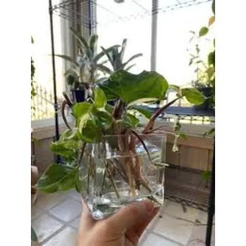 Natural Syngonium 